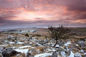 Windswept tree on Belstone Tor after a light dusting of snow